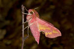 Smal Elephant Hawk-moth