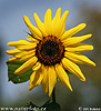Sun-flower