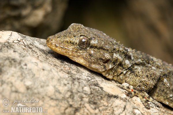 Wall Gecko (Tarentola mauritanica)