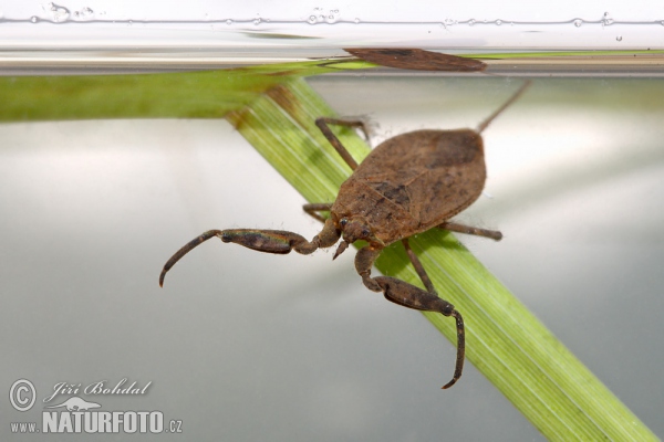 Water Scorpion (Nepa cinerea)