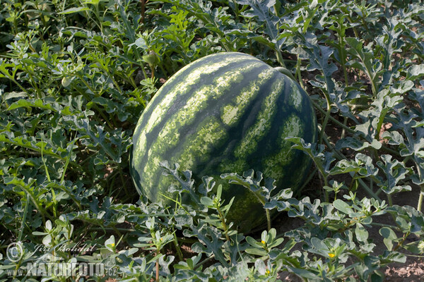Watermelon (Citrullus lanatus)