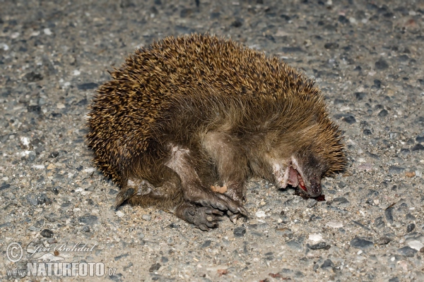 Western Hedgehog (Erinaceus europaeus)