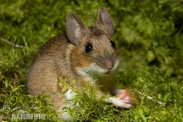 Yellow-necked Field Mouse (Apodemus flavicollis)