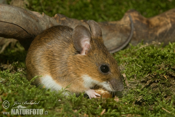 Yellow-necked Field Mouse (Apodemus flavicollis)