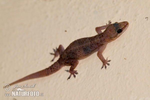 Brook's House Gecko (Hemidactylus brooki)