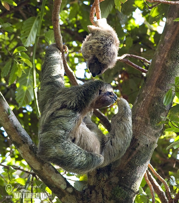 Brown-throated three-toed sloth (Bradypus variegatus)