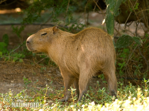 Capybara (Hydrochoerus hydrochaeris)
