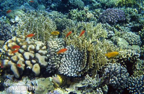 Coral Reef (Coral)