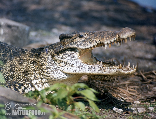 Cuban Crocodile (Crocodylus rhombifer)