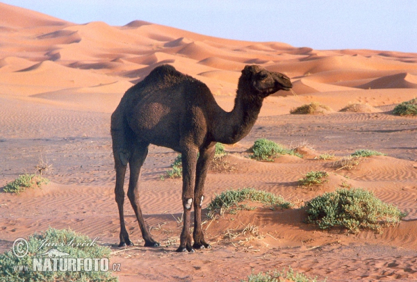 Dromedary (Camelus dromedarius)