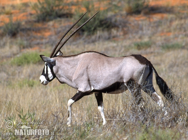 Gemsbok (Oryx gazella gazella)