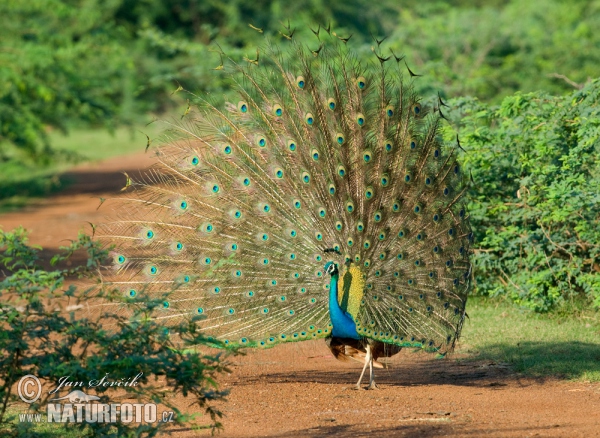 Indian Peafowl (Pavo cristatus)