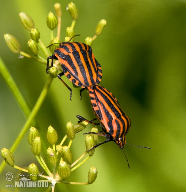 Minstrel Bug (Graphosoma lineatum)