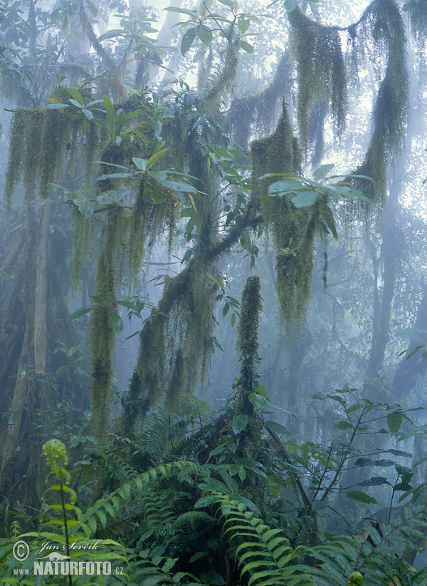 Mountains rain forest (BAL)