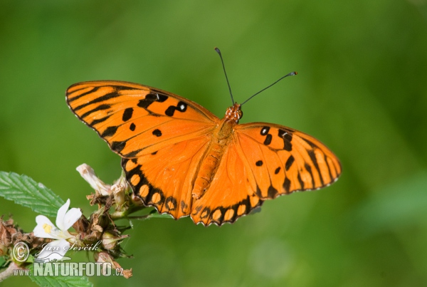 Passion Butterfly (Agraulis vanillae)