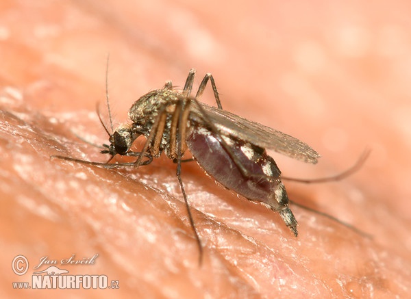 Sucking Mosquito (Culex sp.)