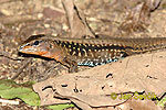 Barred Whiptail