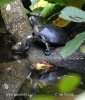 Black Turtle