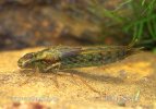 Dragonfly - larva