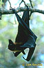 Fruit Bat Large flying Fox