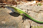 Green Rainbow Lizard