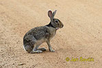 Indian Hare