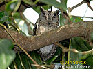 Indian Scops Owl,