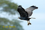 Mangrove Black -Hawk