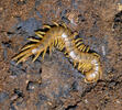 Megarian banded centipe