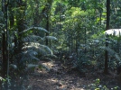 Rain forest, Soberania National park