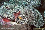 Sea Anemone with Anemonefish