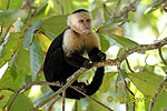White faled Capuchin