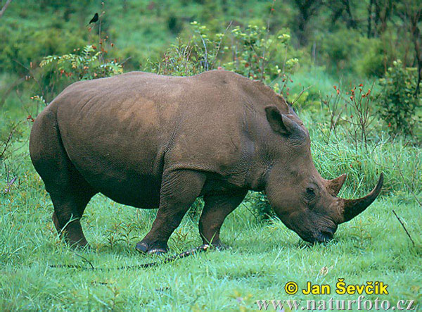 Rhinoceros-Photos