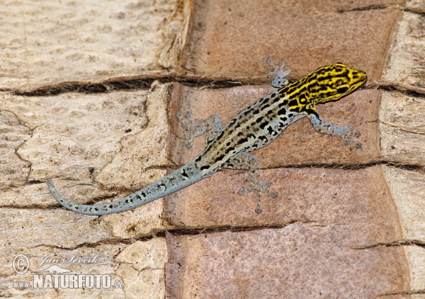 Yellow-headed Dwarf Gecko (Lygodactylus luteopicturatus)