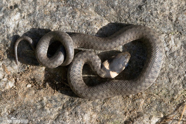 Grass Snake - young (Natrix natrix)