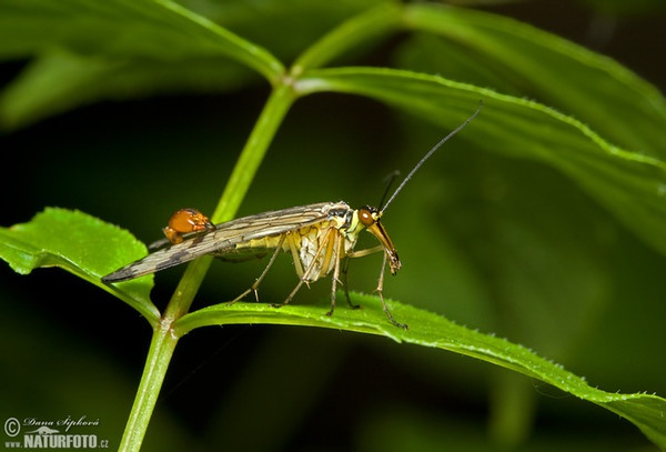 Scorpion Fly (Panorpa communis)