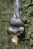 Ashy-grey Ash-black Slug