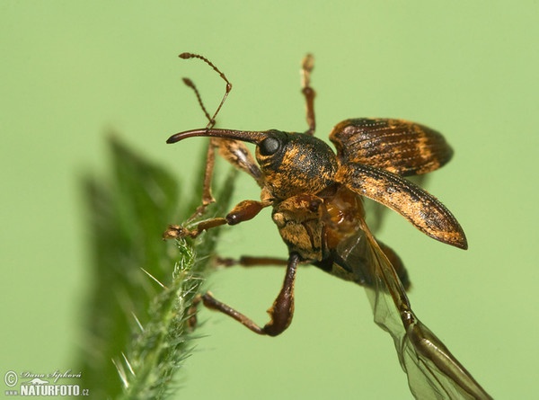 Weevil (Curculio sp.)