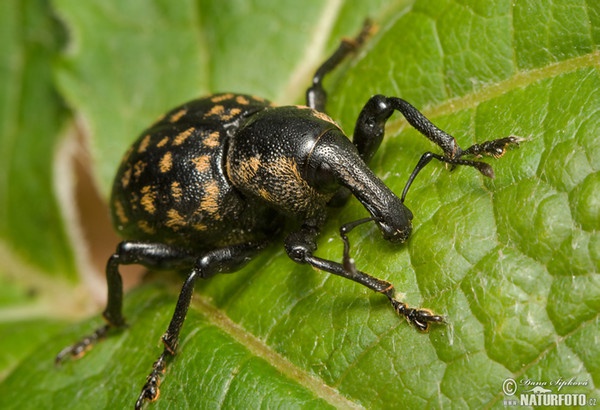 Weevil (Liparus glabrirostris)