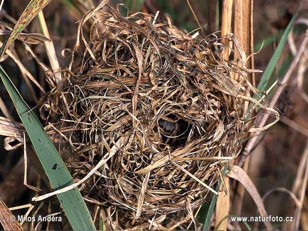 http://www.naturephoto-cz.eu/photos/andera/harvest-mouse-nest-117a.jpg