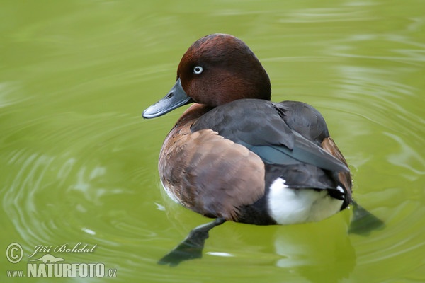 Ferruginous Duck (Aythya nyroca)